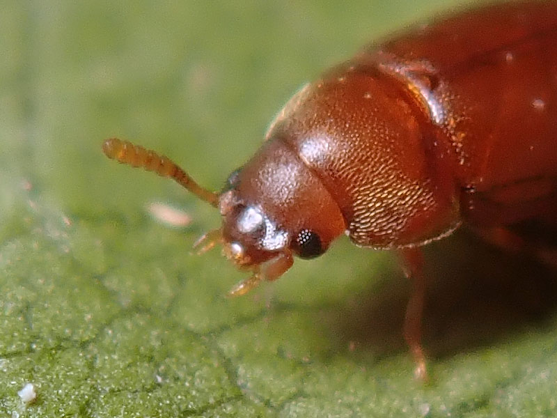 altro piccolino: Tenebrionidae: Pentaphyllus testaceus